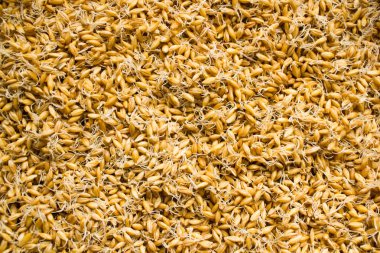 Filizlenmiş taneleri arka plan. Sağlıklı beslenme.