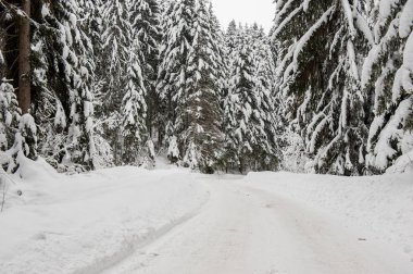 Kış kar yol yalak orman çam ağaçlarının