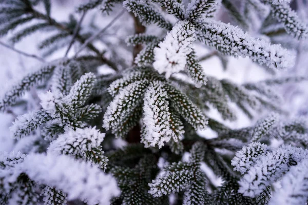 Gros Plan Hiver Gelé Arbre Glace Décor Naturel Fond — Photo