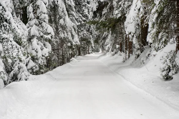 Winter Sneeuw Weg Bos Van Dennen — Stockfoto