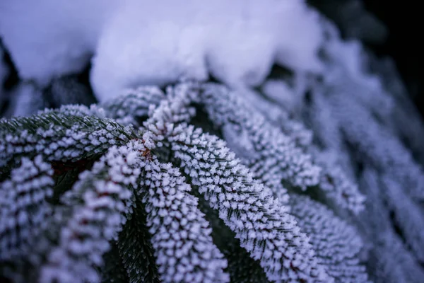 Gros Plan Hiver Gelé Arbre Glace Décor Naturel Fond — Photo