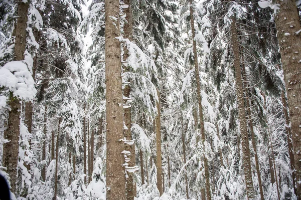 Inverno Neve Strada Attraverso Foresta Abeti — Foto Stock