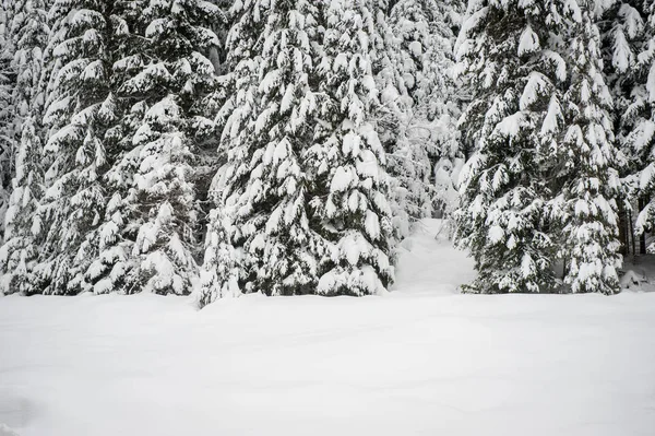 Inverno Neve Strada Attraverso Foresta Abeti — Foto Stock
