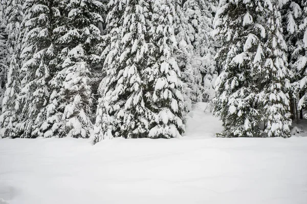 Inverno Neve Estrada Floresta Calha Abetos — Fotografia de Stock