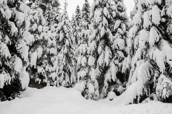 Winter Schnee Straße Trog Wald Von Tannen — Stockfoto