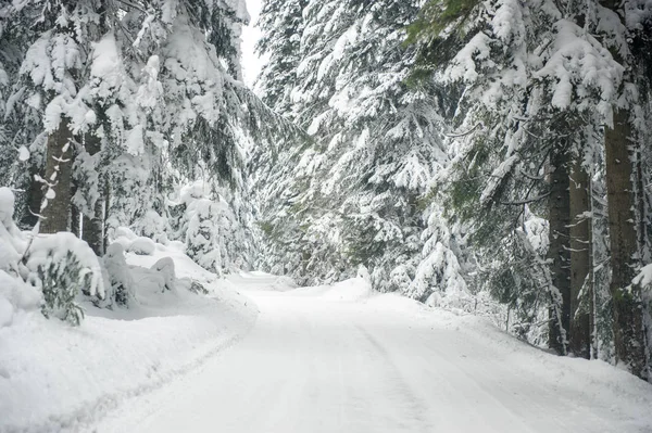 Χειμώνα Χιόνι Δρόμος Γούρνα Δάσος Από Έλατα — Φωτογραφία Αρχείου