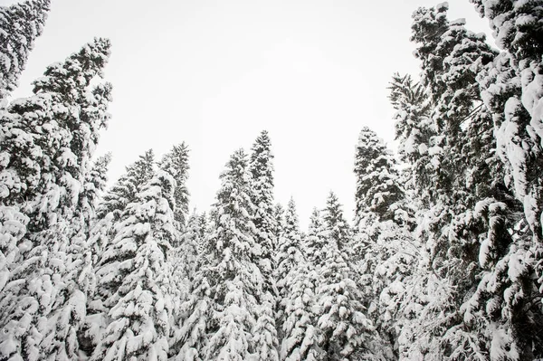 Zimní Snow Road Koryto Lesa Jedlí Stock Snímky