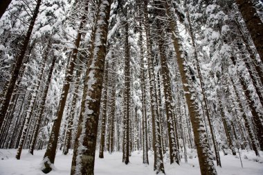 Kış kar yol yalak orman çam ağaçlarının