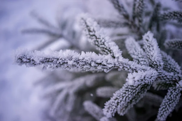 Closeup Inverno Congelado Árvore Gelo Decoração Natural Fundo — Fotografia de Stock