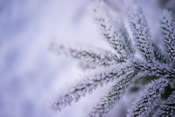 Closeup Inverno Congelado Árvore Gelo Decoração Natural Fundo — Fotografia de Stock