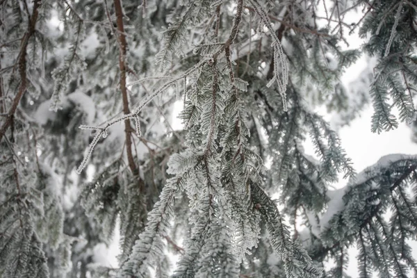Montaña Invierno Nieve Bosque —  Fotos de Stock