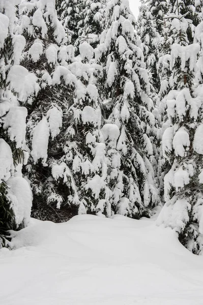 Winter Sneeuw Weg Bos Van Dennen — Stockfoto