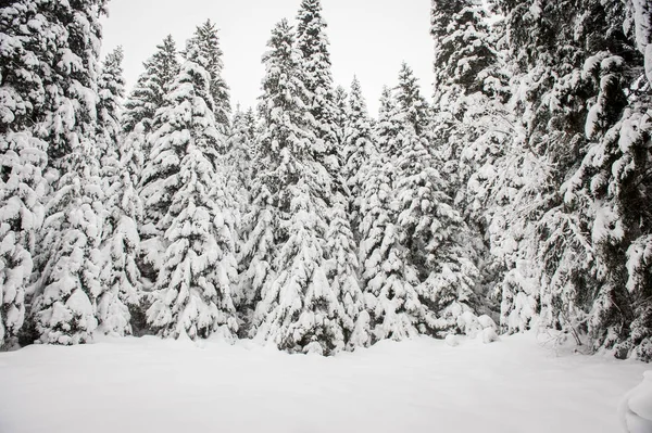 Vinter Sne Vej Trug Skov Grantræer - Stock-foto
