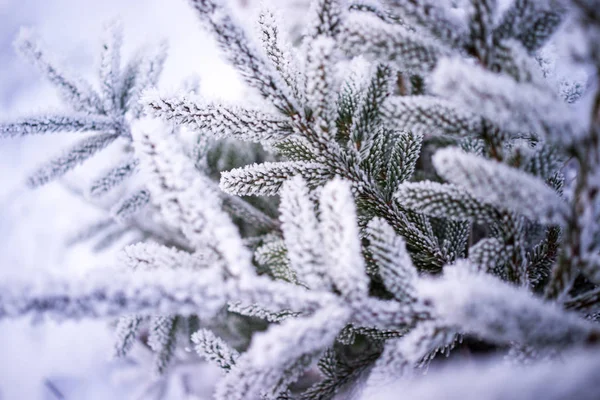 Closeup Inverno Congelado Árvore Gelo Decoração Natural Fundo — Fotografia de Stock
