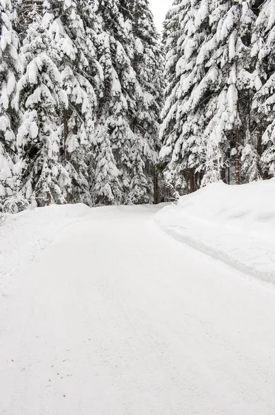 Inverno Neve Strada Attraverso Foresta Abeti — Foto Stock