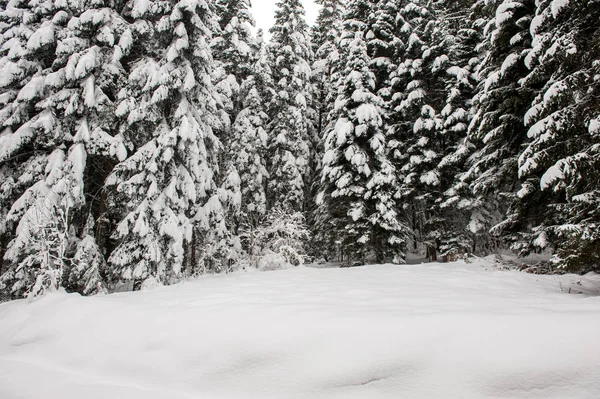 モミの木の冬雪の道谷の森林 — ストック写真