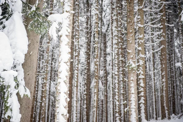 Inverno Neve Strada Attraverso Foresta Abeti — Foto Stock