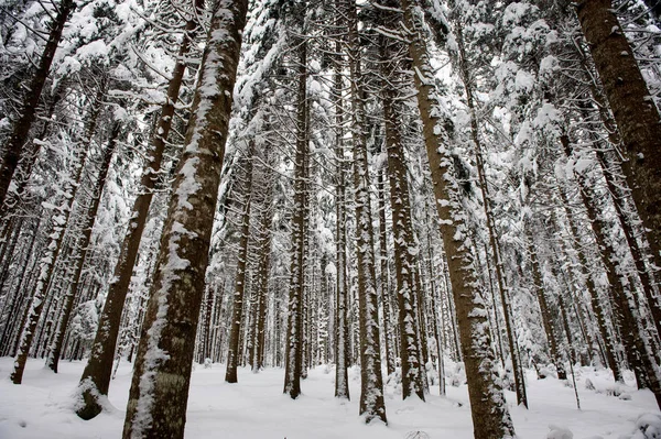 冷杉树冬季雪路槽林 — 图库照片