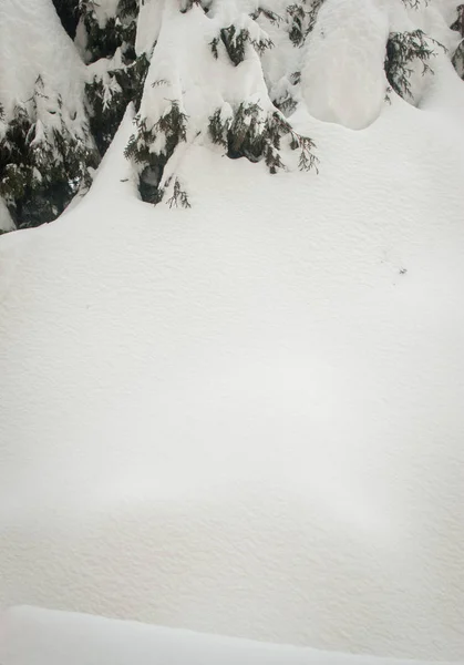 モミの木の冬雪の道谷の森林 — ストック写真