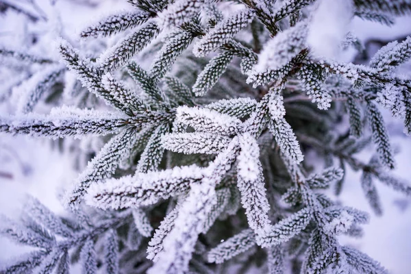 Closeup Winter Frozen Ice Tree Natural Decoration Background — Stock Photo, Image