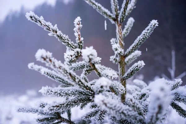 Primer Plano Del Hielo Congelado Invierno Árbol Fondo Decoración Natural — Foto de Stock