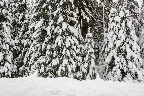 Inverno Neve Estrada Floresta Calha Abetos — Fotografia de Stock