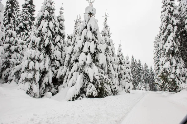 Winter Schnee Straße Trog Wald Von Tannen — Stockfoto