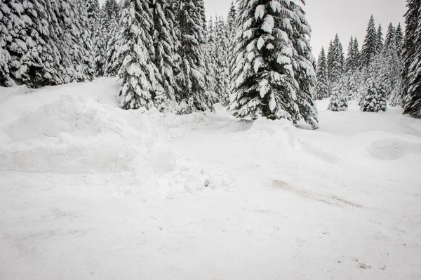 Zimní Snow Road Koryto Lesa Jedlí — Stock fotografie