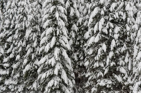 Kış Kar Yol Yalak Orman Çam Ağaçlarının — Stok fotoğraf