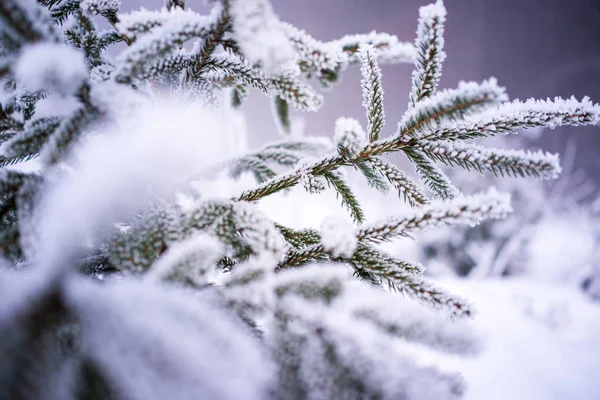 冬のクローズ アップ冷凍氷ツリー自然装飾背景 — ストック写真