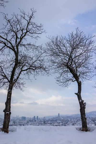 Bellissimi Alberi Sulla Neve Invernale — Foto Stock