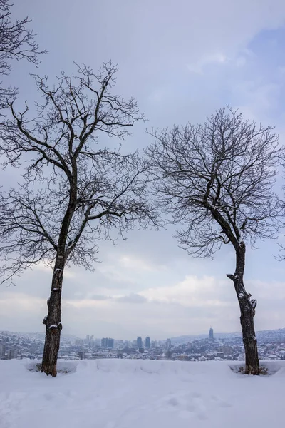 Kışın Kar Üzerinde Güzel Ağaçlar — Stok fotoğraf