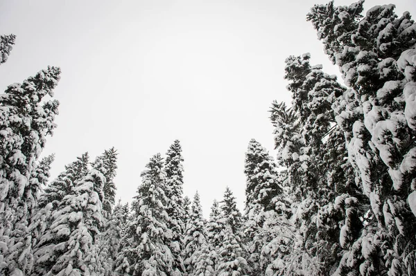 Winter Schnee Straße Trog Wald Von Tannen lizenzfreie Stockfotos