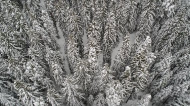 Donmuş kış ormanının güzel manzarası