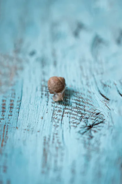 缓慢的蜗牛在古老的木制背景上移动 — 图库照片