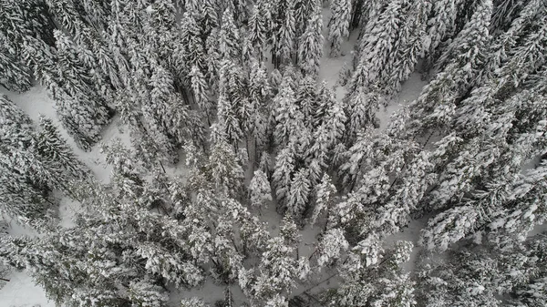 Prachtig Uitzicht Bevroren Winterbos — Stockfoto