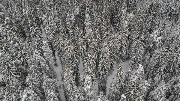 Gyönyörű Kilátás Fagyos Téli Erdőre — Stock Fotó