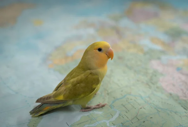 Little cute pet bird searching on map for travel