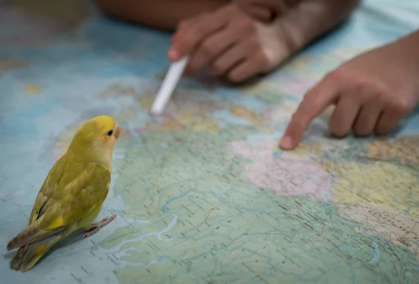 Little Cute Pet Bird Searching Map Travel — Stock Photo, Image