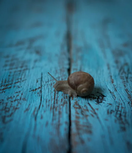 Langsame Schnecke Bewegt Sich Auf Altem Holzgrund — Stockfoto