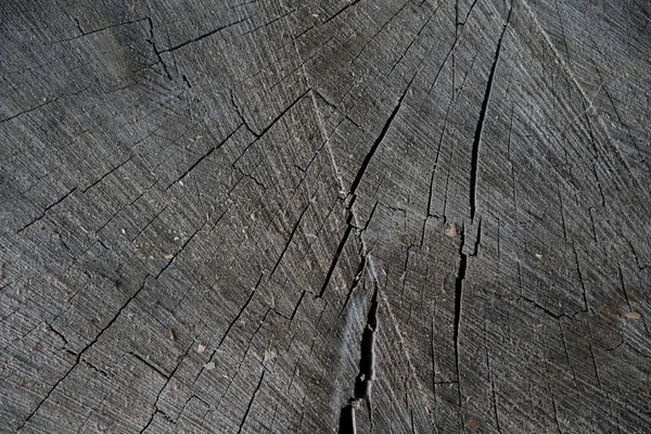 Абстрактная Текстура Дерева — стоковое фото