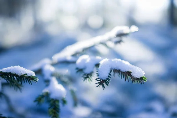 森林树枝雪冬 — 图库照片