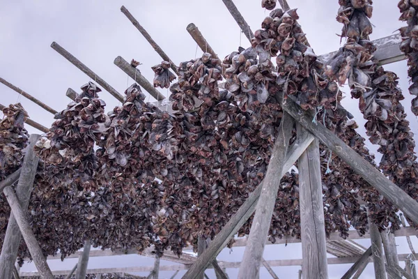 Drying Racks Fish Heads — Stock Photo, Image