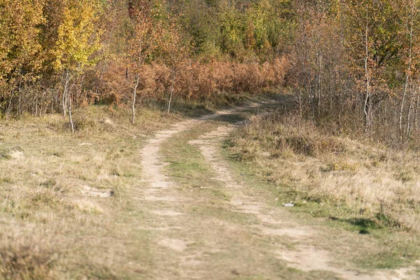 Herfst Bos Landschap Met Groene Bomen — Stockfoto