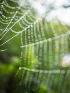 Ağaç dalında örümcek ağı