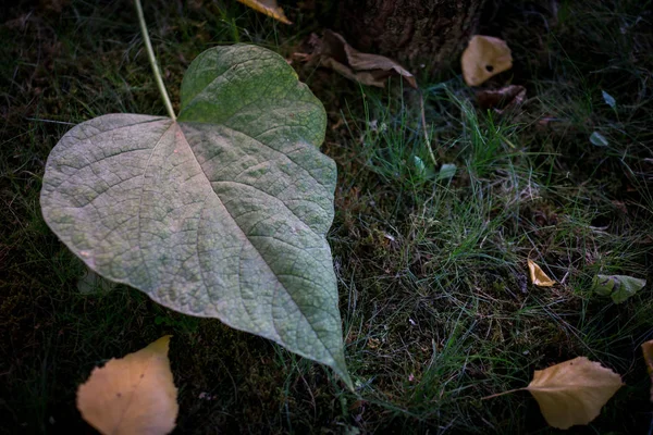 Primo Piano Foglia Verde — Foto Stock