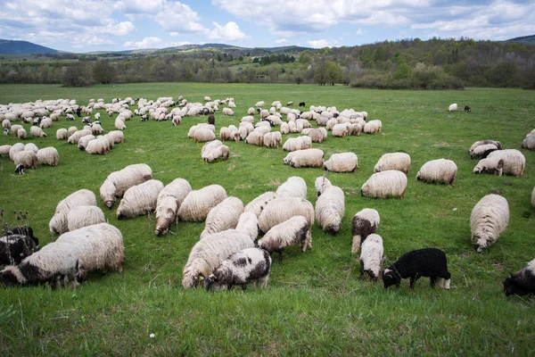 Monte Ovelhas Campo Montanha — Fotografia de Stock