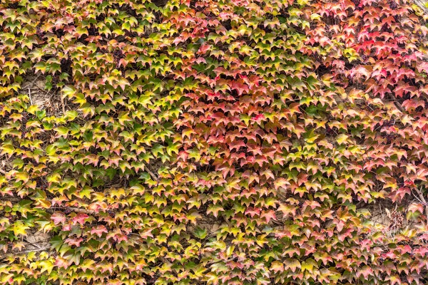 Rustikales Haus Mit Herbstblättern Den Wänden — Stockfoto