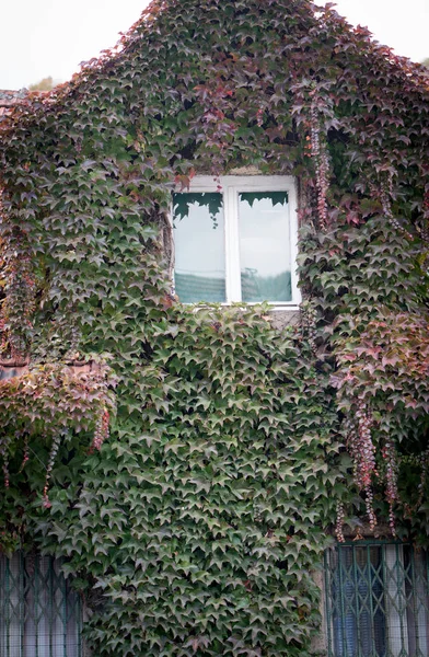 Rustikales Haus Mit Herbstblättern Den Wänden — Stockfoto
