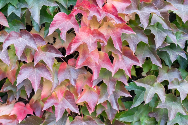 Rustikales Haus Mit Herbstblättern Den Wänden — Stockfoto